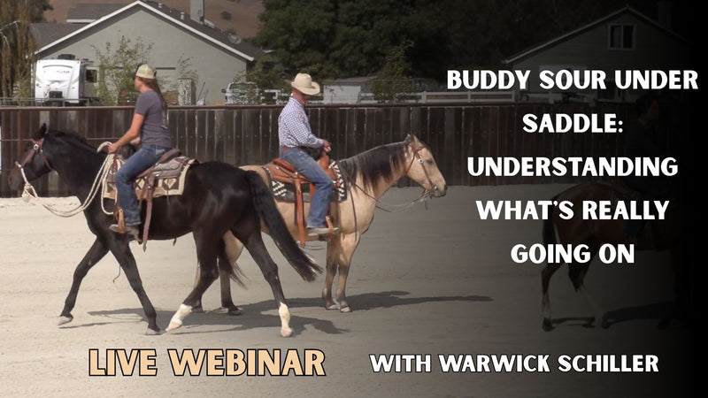Buddy Sour Under Saddle: Understanding What's Really Going On 8AM